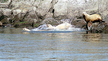 Sea Lions Diving In